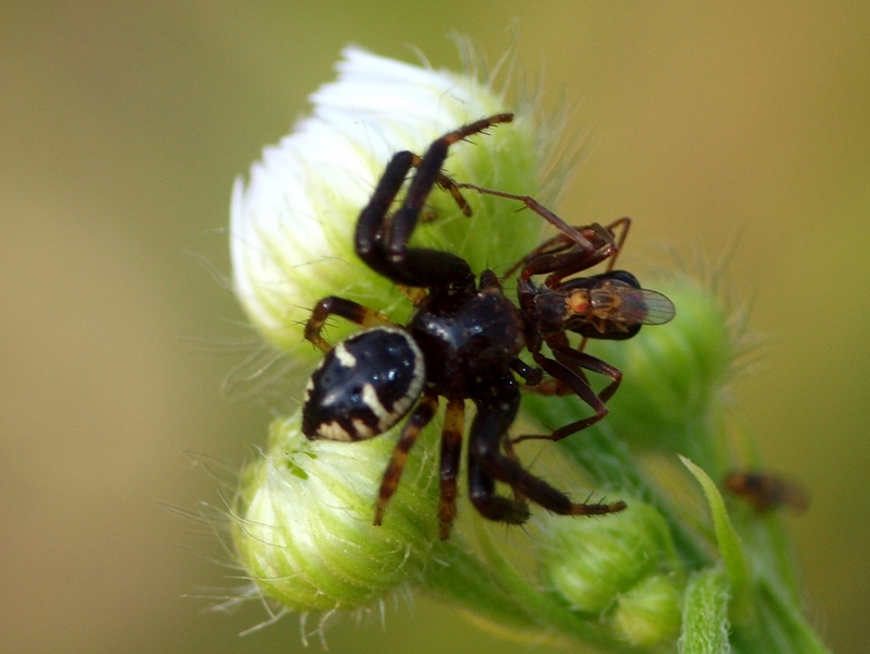 Synema globosum